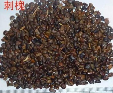 出售.刺槐種子.一級(jí)刺槐種子.現(xiàn)貨5噸.支持貨到付款