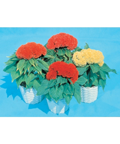 頭狀雞冠花/寶盒