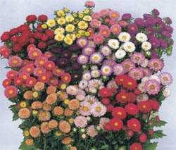 翠菊/松本系列