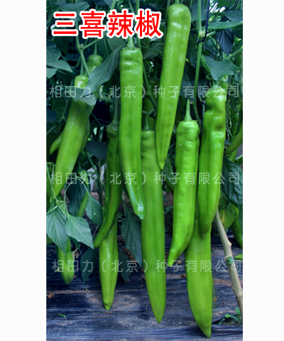 三喜辣椒