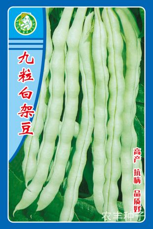 泰國(guó)架豆王、金龍王、白不老、紅花四季度
