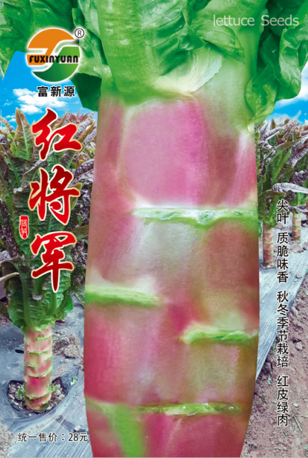 紅將軍尖葉萵筍