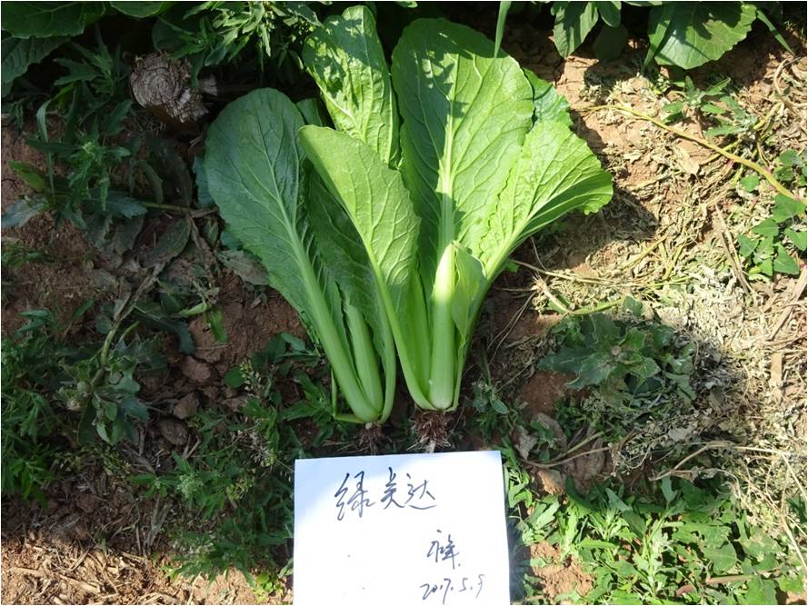 綠美達(dá)