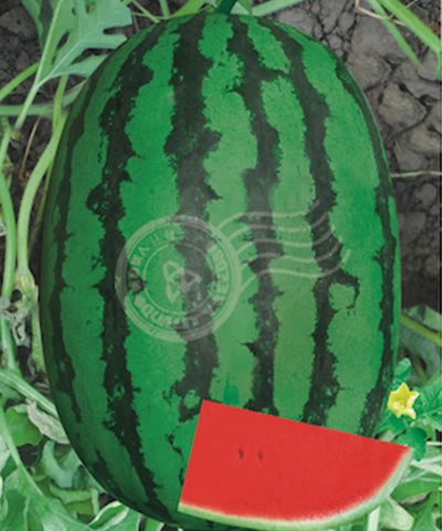 懶漢欣龍