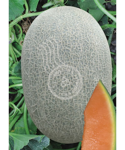 農(nóng)甜寶典