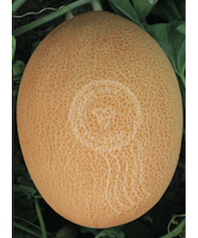 昭君九號(hào)