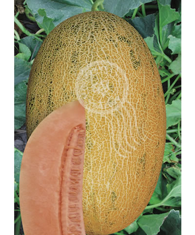 農(nóng)甜86-1