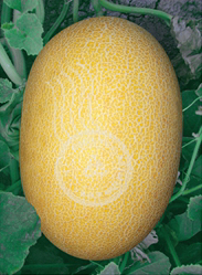 昭君三號(hào)