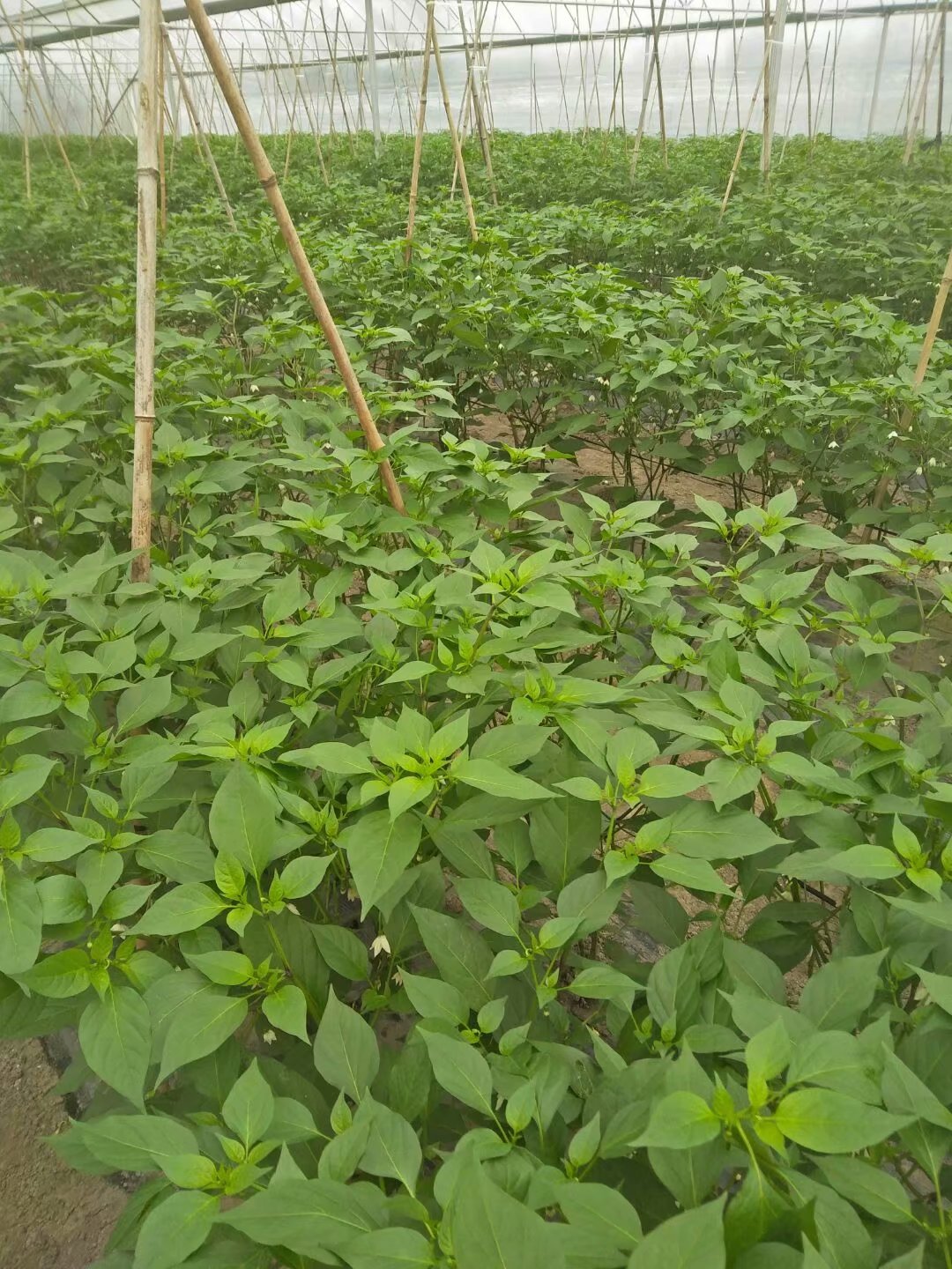 新胡蘿卜除草劑芹菜除草劑甘藍(lán)除草劑