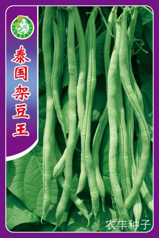 泰國(guó)架豆王、金龍王、王中王、紅花四季度