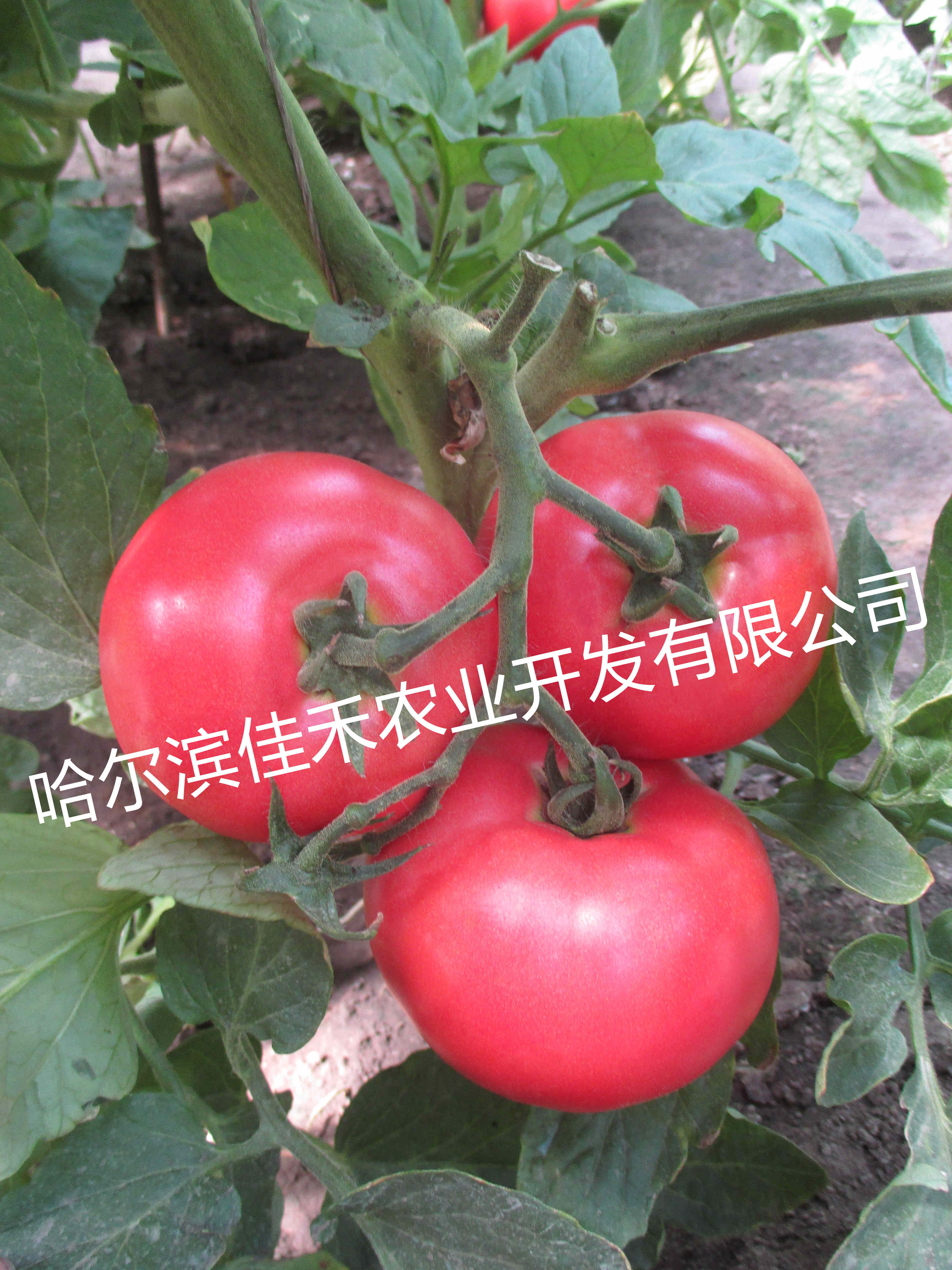 粉佳寶九號