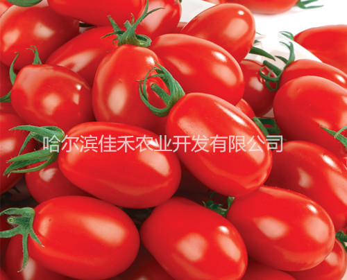 曉紅6號