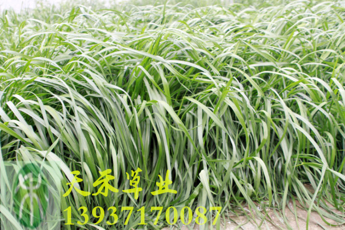 一年生黑麥草種子多少錢一斤/黑麥草種子/草種/牧草種子