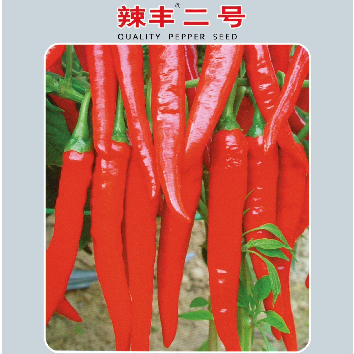 辣豐二號