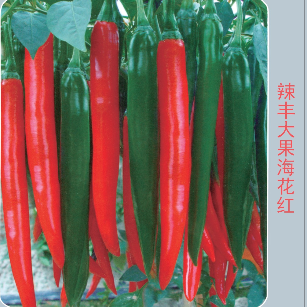 辣豐大果?；t