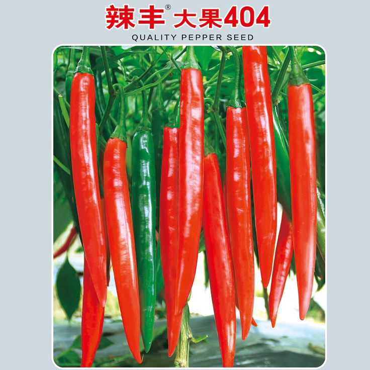 辣豐大果404