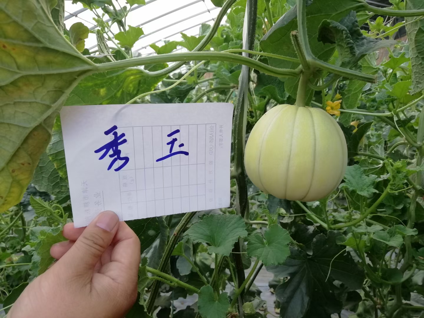 秀玉甜瓜