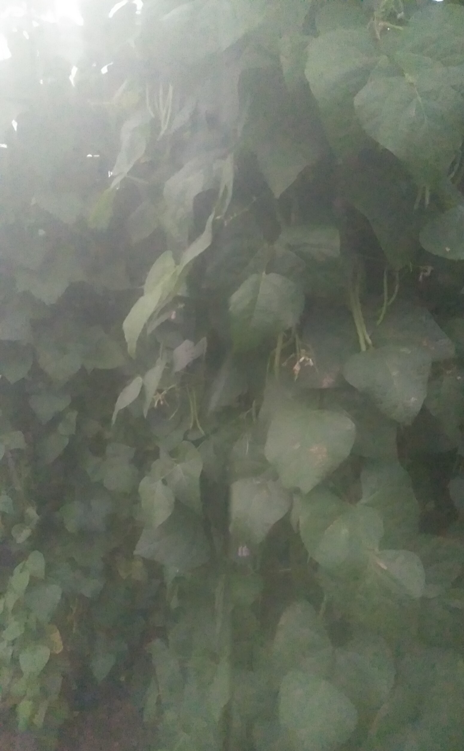 孜然除草劑