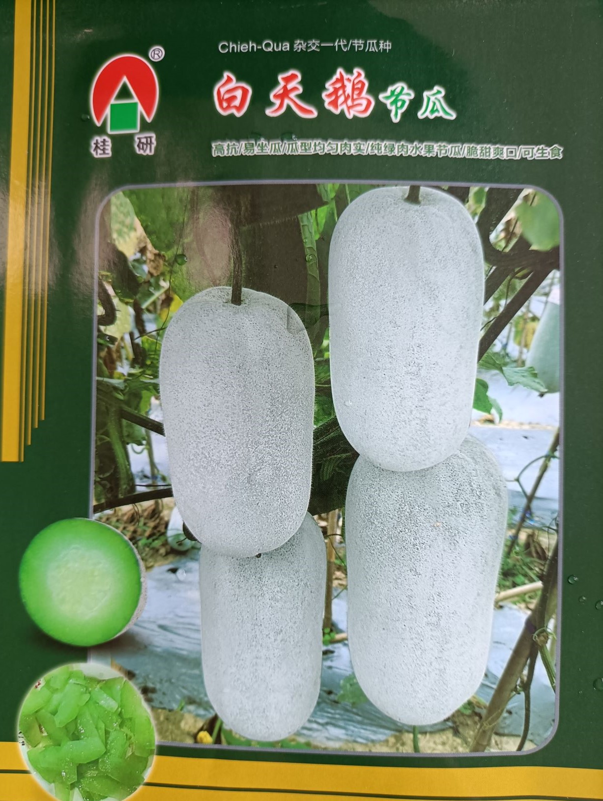 白天鵝