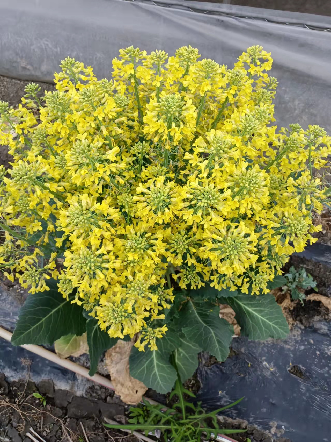 芹菜除草劑胡蘿卜除草劑甘藍(lán)除草劑new