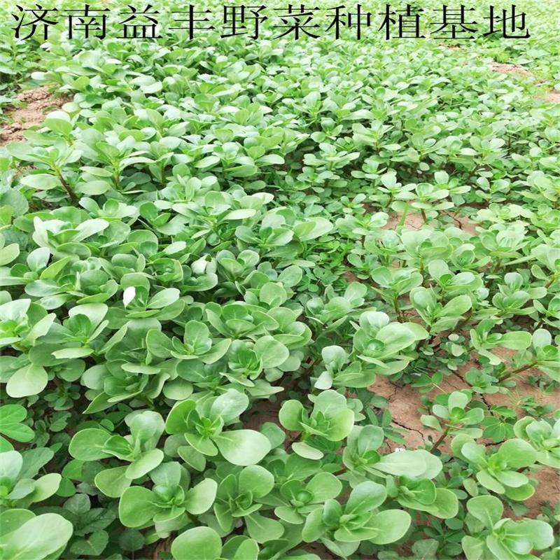 野菜種子批發(fā) 馬齒莧種子價格