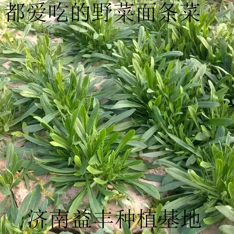 野菜種子 面條菜種子