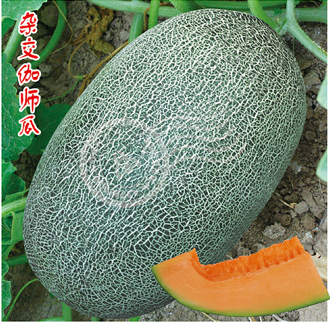 農(nóng)甜三號(hào)
