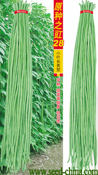 原種之豇28—豇豆