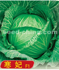 寒妃F1甘藍(lán)（日本產(chǎn)）