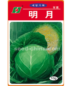 明月--甘藍