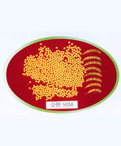 吉林小粒7號(hào)--大豆、黃豆