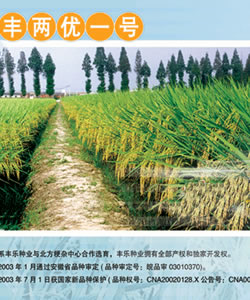 豐兩優(yōu)一號(hào)--水稻