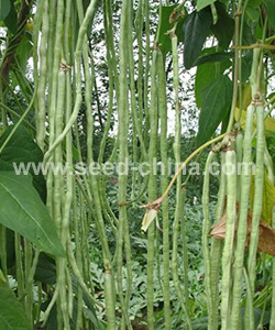 美國高產(chǎn)王　豇豆