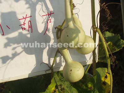 小葫蘆