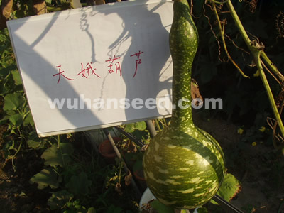 天娥葫蘆
