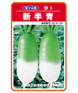 新半青——蘿卜