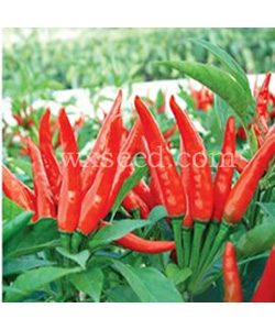 天紅 干鮮兩用小米椒種子