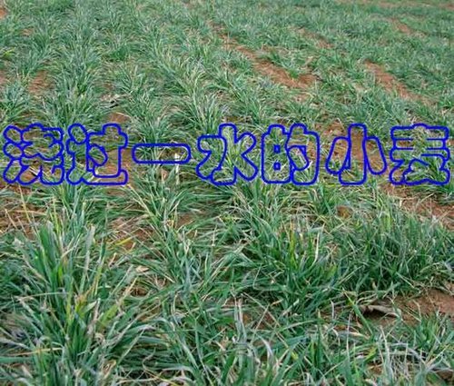 點(diǎn)擊在新窗口中打開