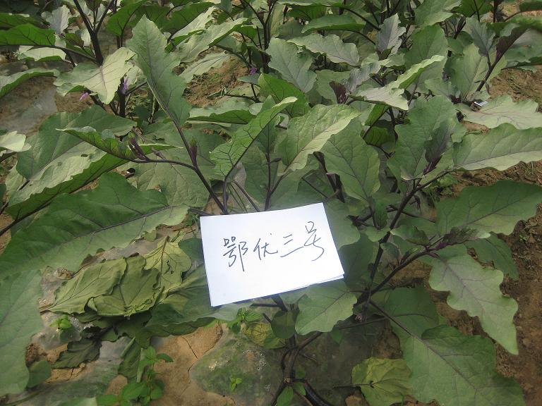 點擊在新窗口中打開
