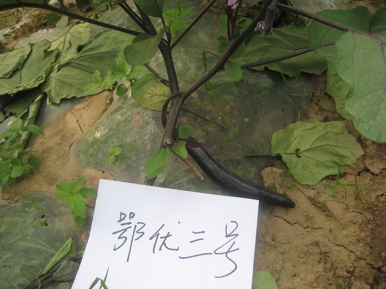 點擊在新窗口中打開