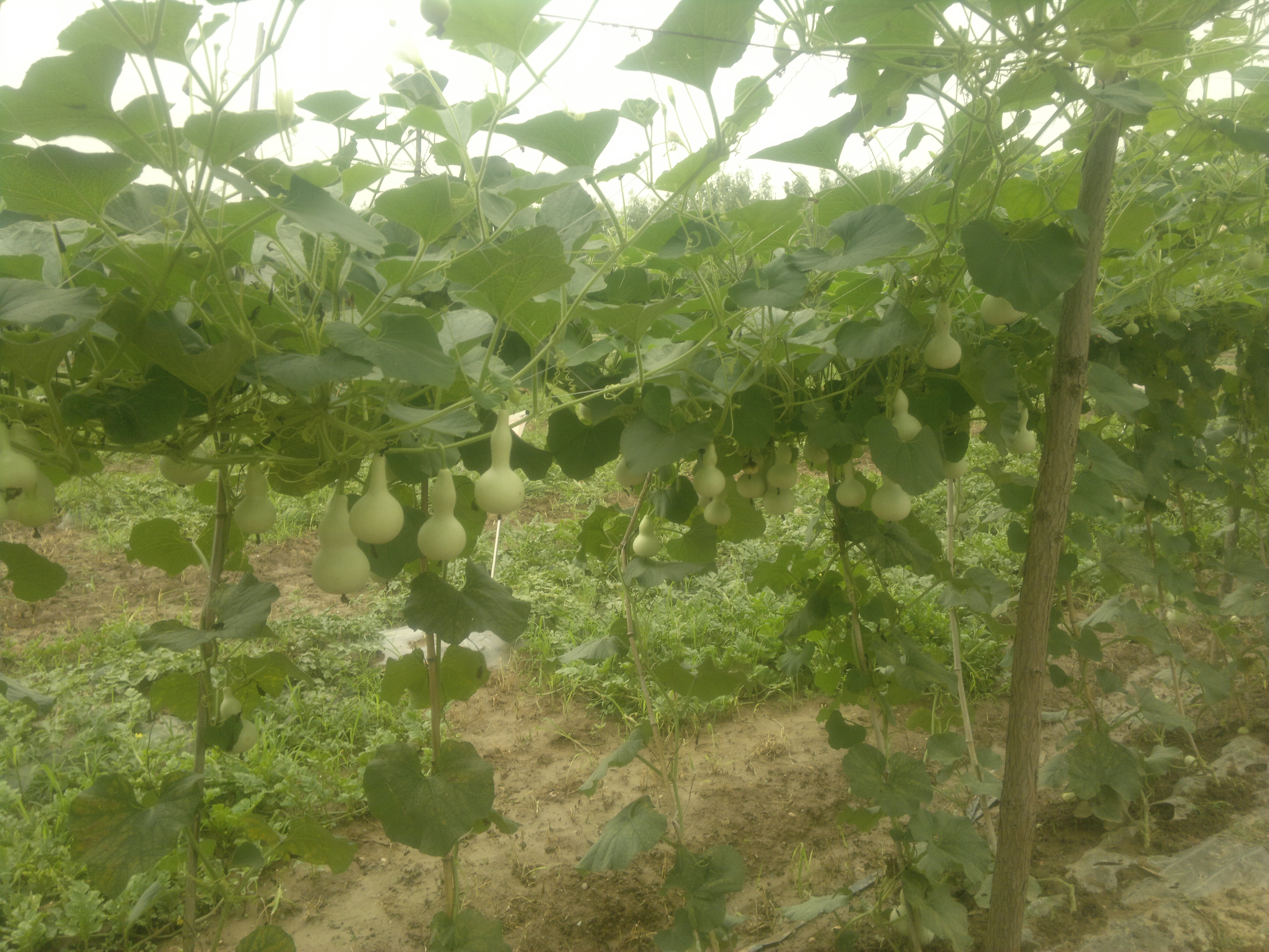 點擊在新窗口中打開