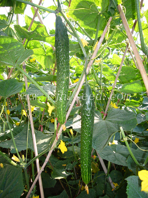 點擊在新窗口中打開