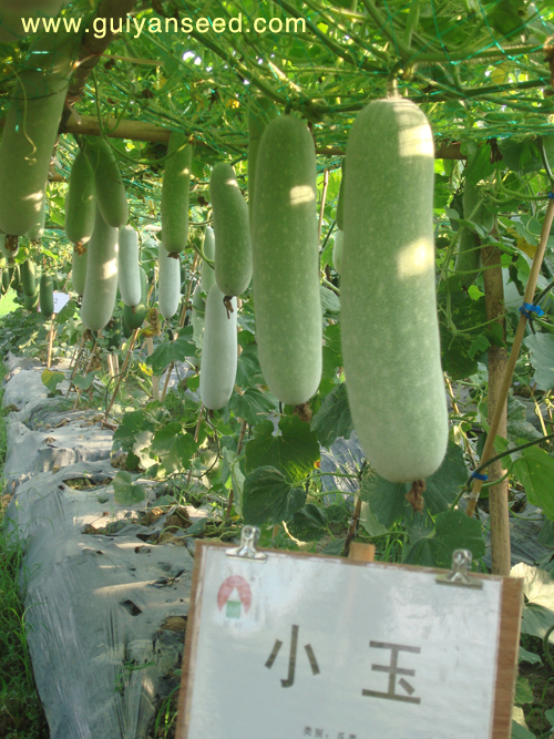 點(diǎn)擊在新窗口中打開(kāi)