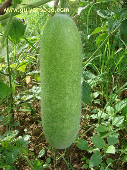 點(diǎn)擊在新窗口中打開(kāi)