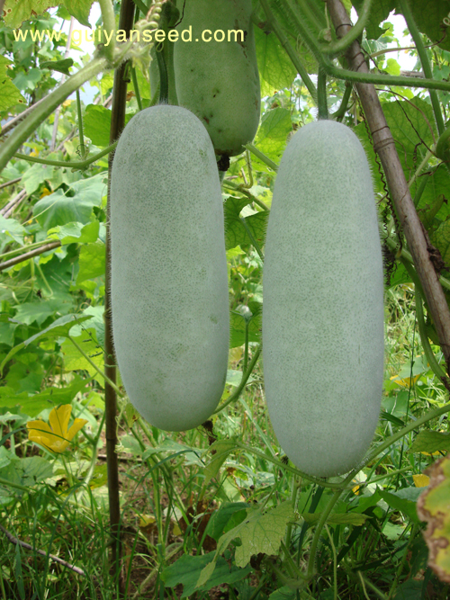 點(diǎn)擊在新窗口中打開(kāi)