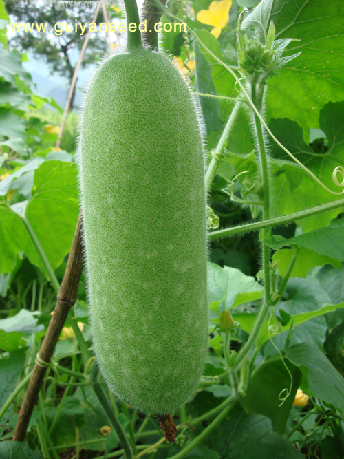 點(diǎn)擊在新窗口中打開(kāi)