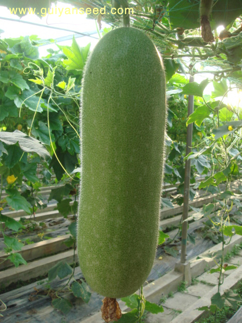 點(diǎn)擊在新窗口中打開(kāi)