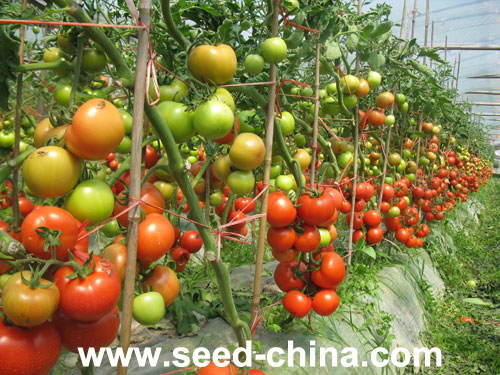 點(diǎn)擊在新窗口中打開