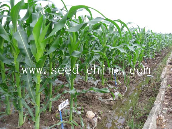 點(diǎn)擊在新窗口中打開(kāi)