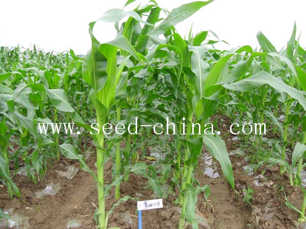 點(diǎn)擊在新窗口中打開(kāi)